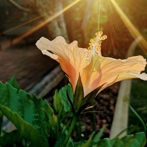 Meet your Posher, Michone